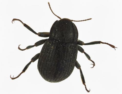 Dupophilus brevis